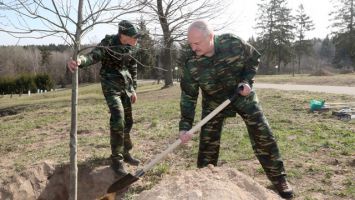 Лукашенко принял участие в посадке деревьев на "Линии Сталина"