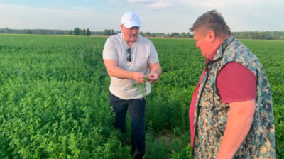 Лукашенко проинспектировал экспериментальные поля на своей малой родине
