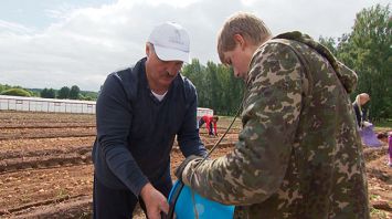 Лукашенко в субботу занимался уборкой картофеля на своем участке