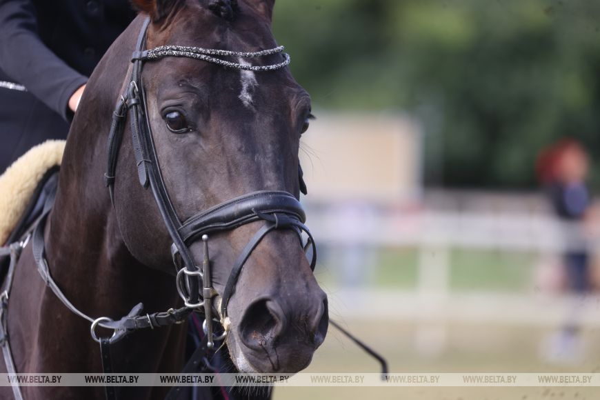 Соревнования, конкурсы и мастер-классы: спортивно-семейный фестиваль «Конная фиеста» проходит в Бресте