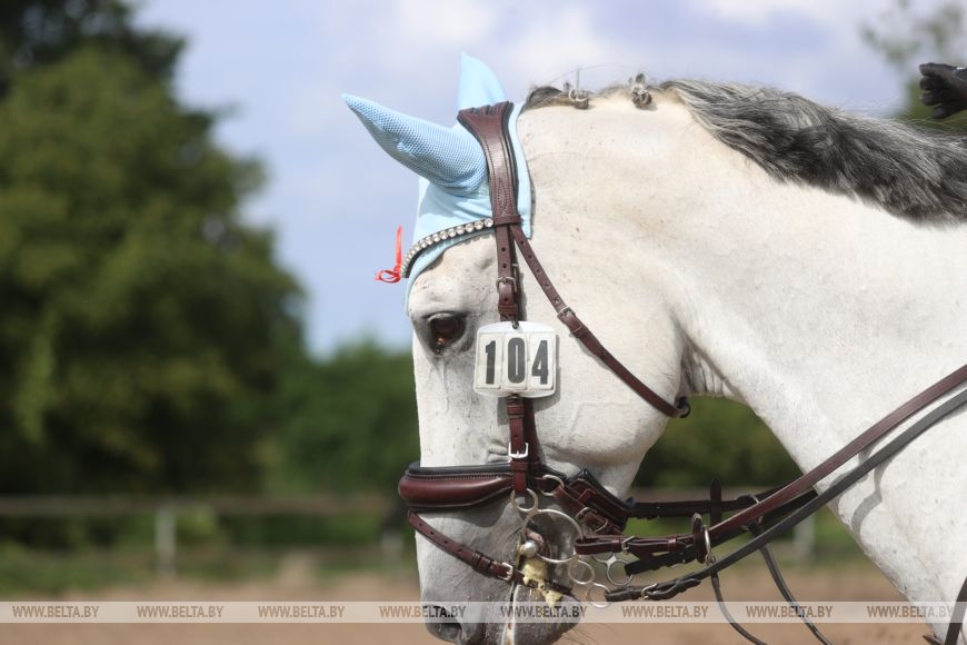 Соревнования, конкурсы и мастер-классы: спортивно-семейный фестиваль «Конная фиеста» проходит в Бресте