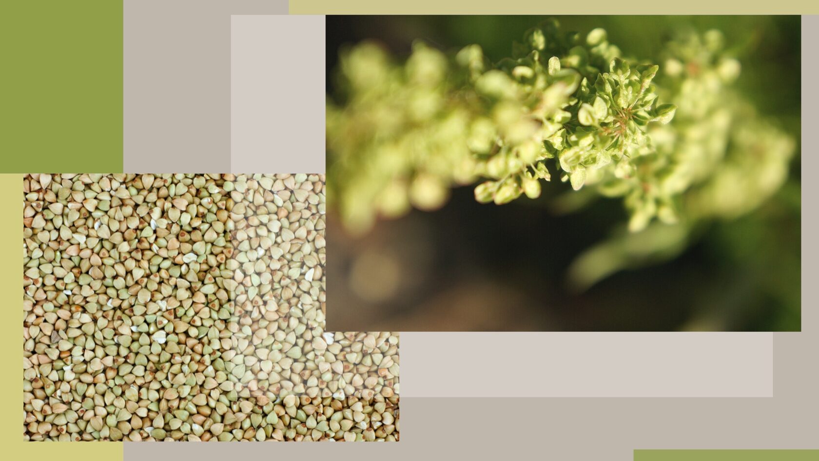 чем полезна зеленая гречка