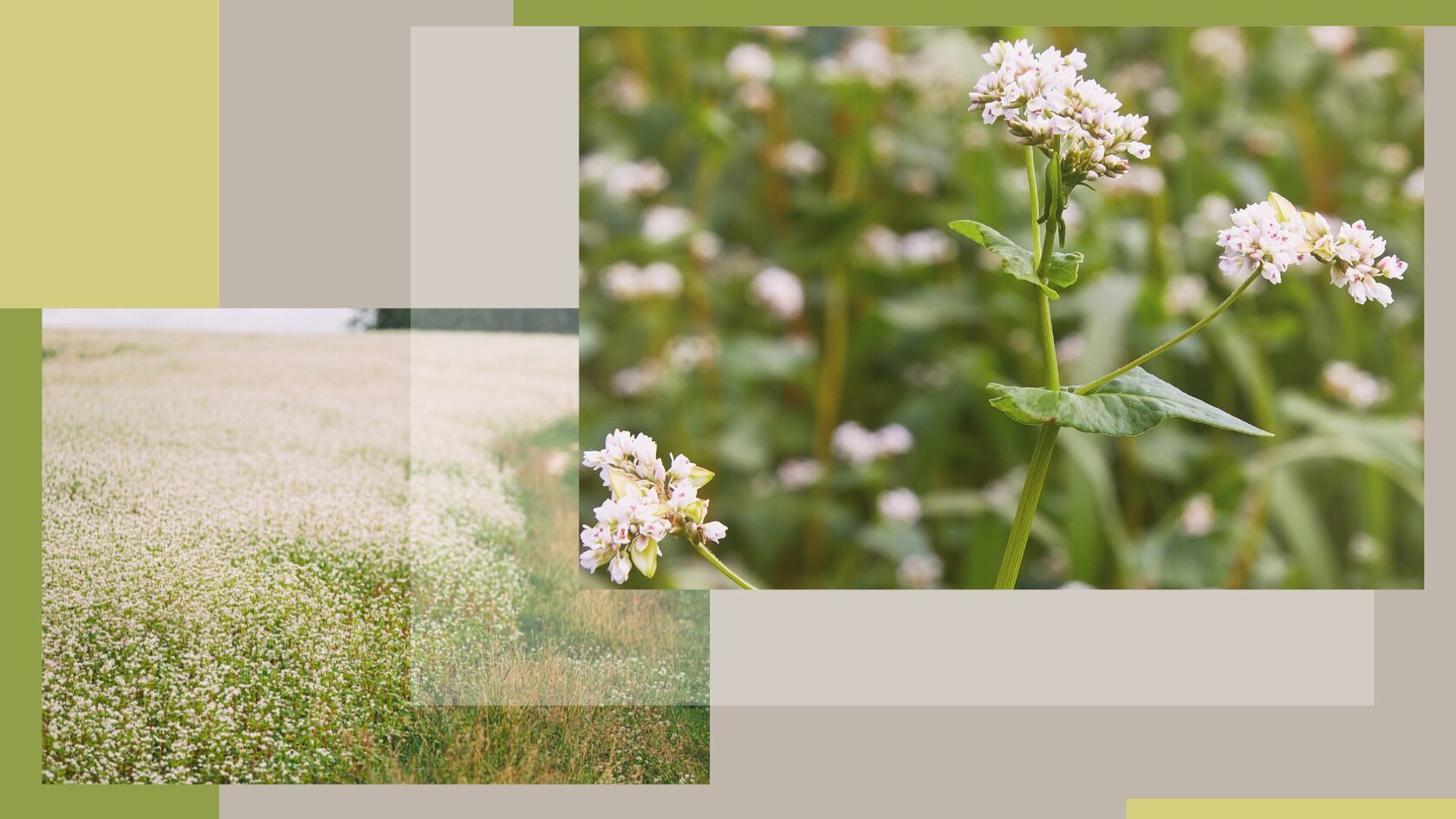 вред зеленой гречки