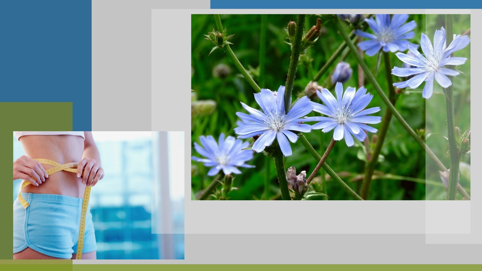 Цикорий вместо кофе