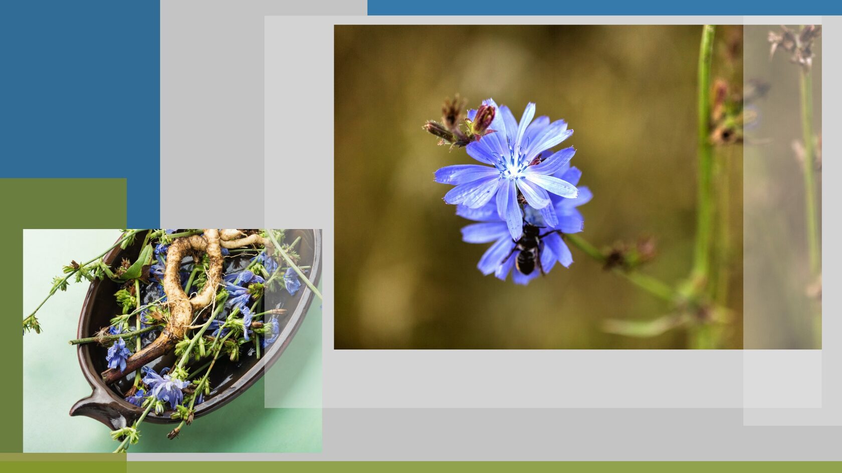 Цикорий в чем польза