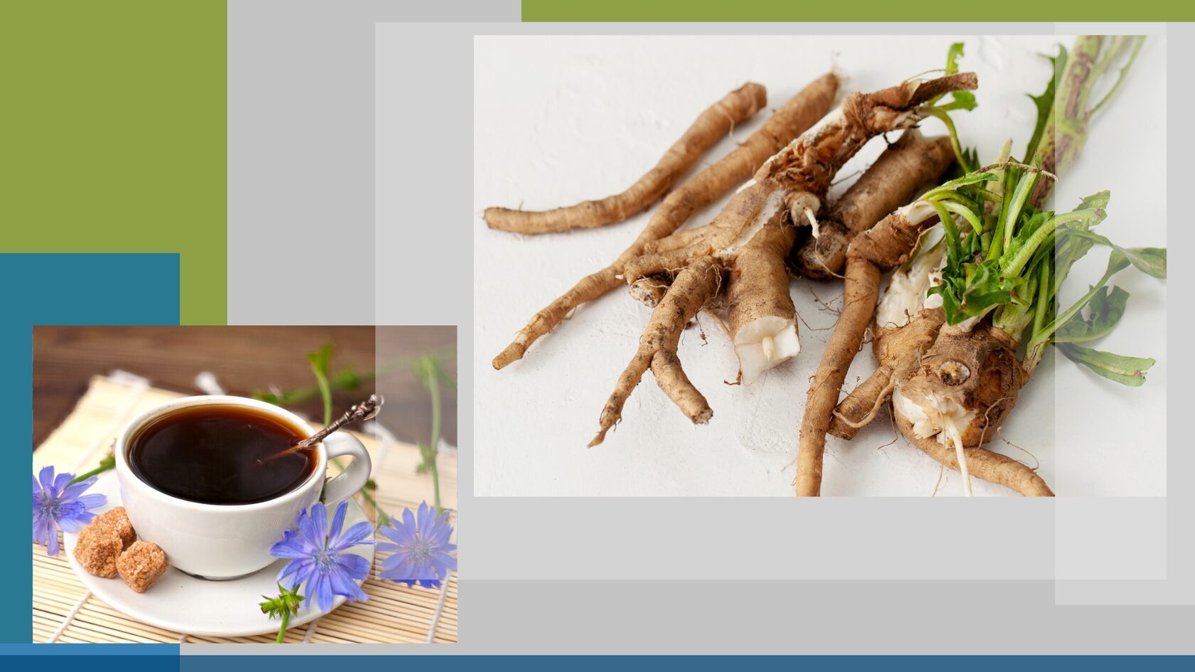 Польза и вред цикория