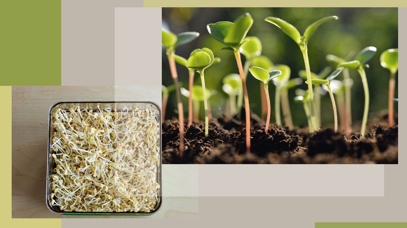 сколько варится зеленая гречка