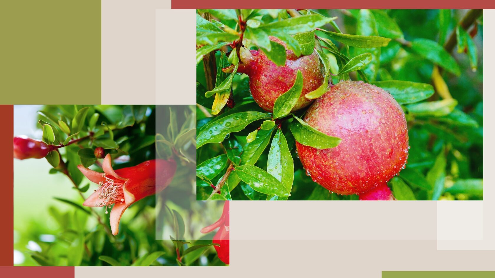 гранатовый сок