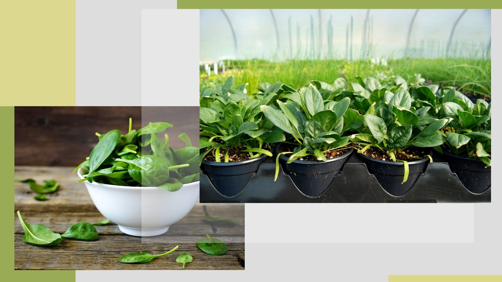 чем полезен шпинат для женщин