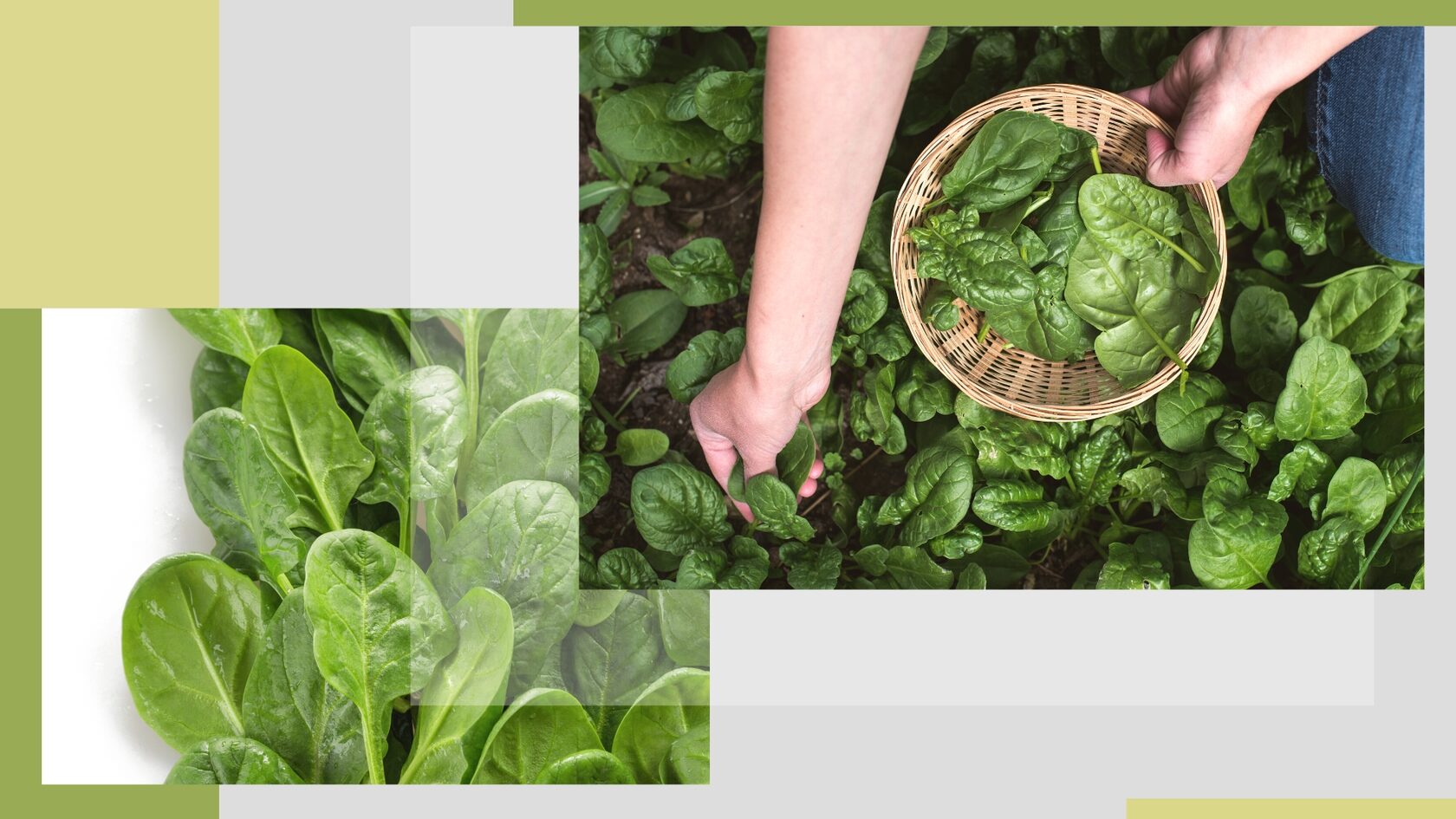 шпинат польза и вред