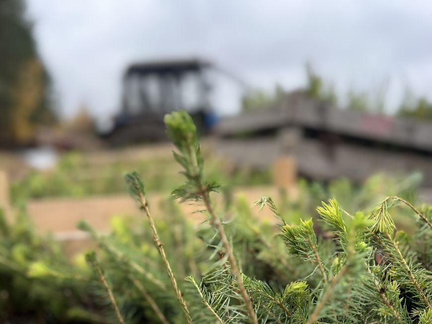 Красота и польза: молодежь Могилевской области присоединилась к акции "Дай лесу новае жыццё"