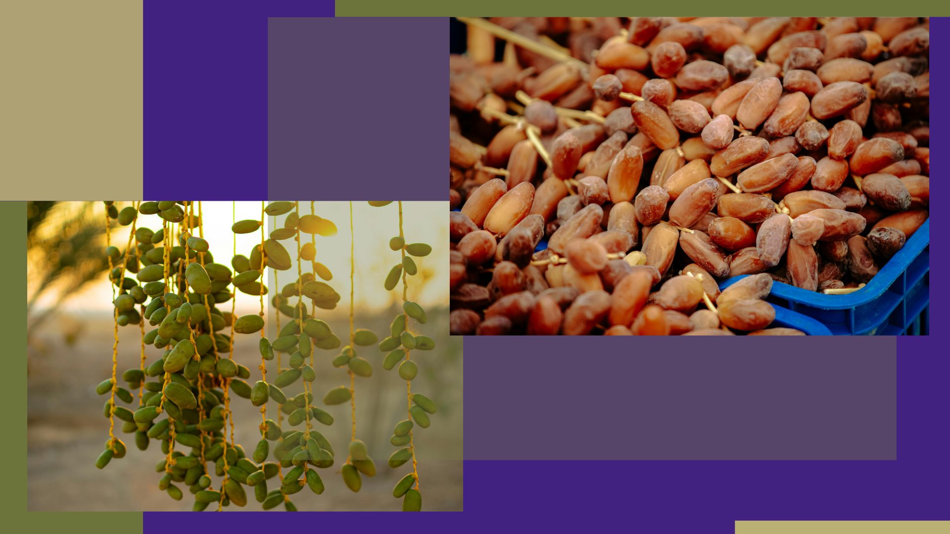 польза фиников