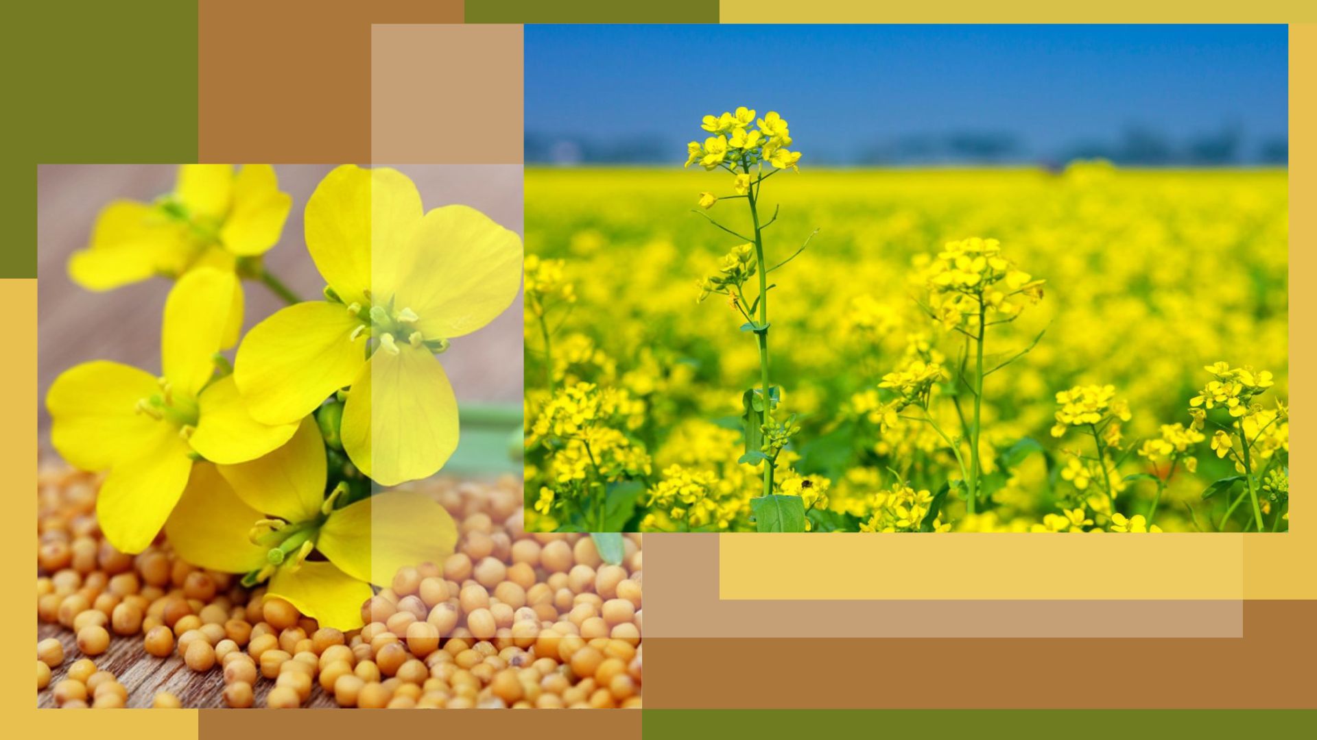 вред горчичного масла