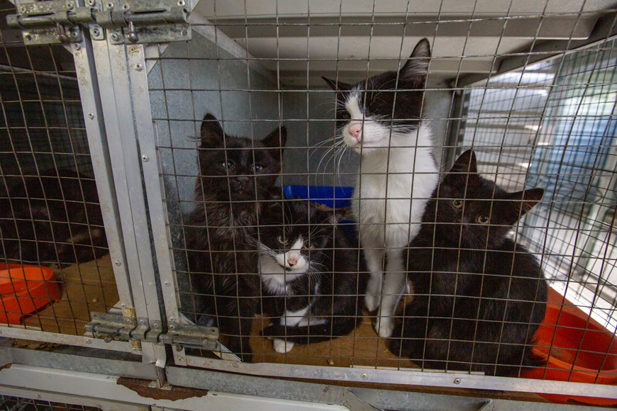 Как заботятся о животных в Бресте? Мы побывали в пункте временного содержания и узнали