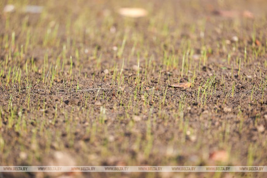 В Бресте появятся новые места отдыха и еще один пляж — какими они будут
