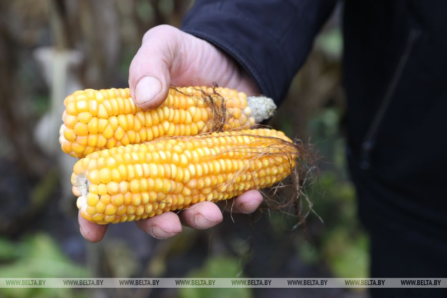 Трактор, поле и любовь: история большой семьи из Малоритского района
