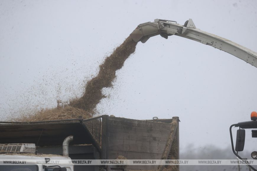 Трактор, поле и любовь: история большой семьи из Малоритского района