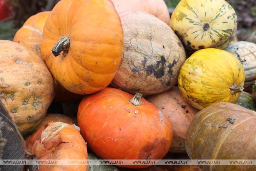 Трактор, поле и любовь: история большой семьи из Малоритского района