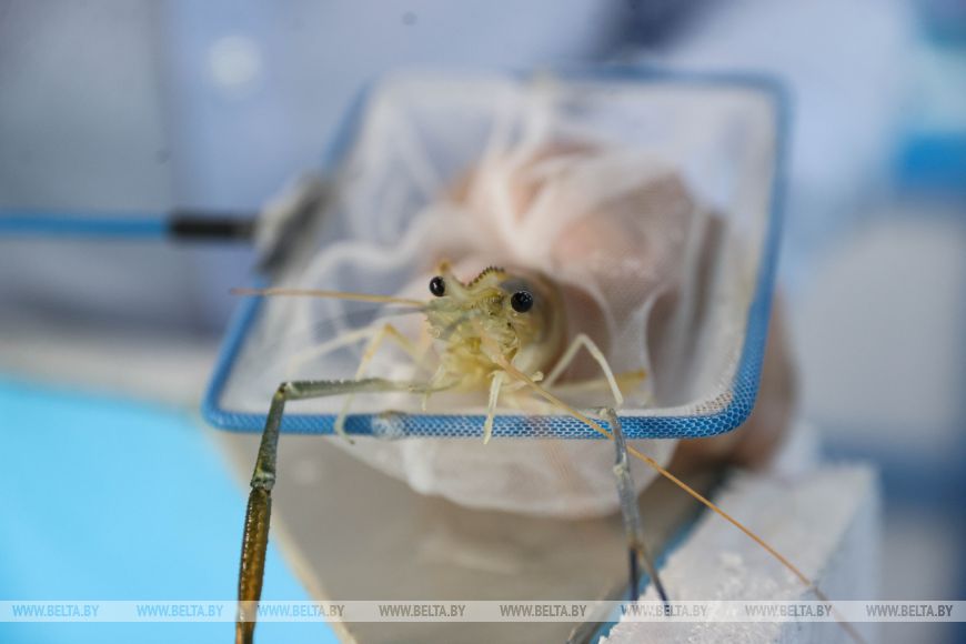 "Дегустации будут весной". Предприниматель из глубинки научился выращивать креветку в наших широтах