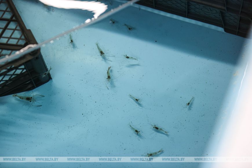 "Дегустации будут весной". Предприниматель из глубинки научился выращивать креветку в наших широтах