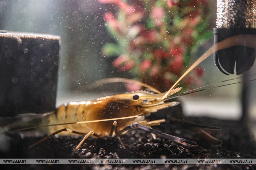 "Дегустации будут весной". Предприниматель из глубинки научился выращивать креветку в наших широтах