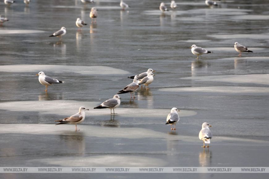 На новый год пойдёт снег? Какой будет погода в Беларуси в последних числах декабря