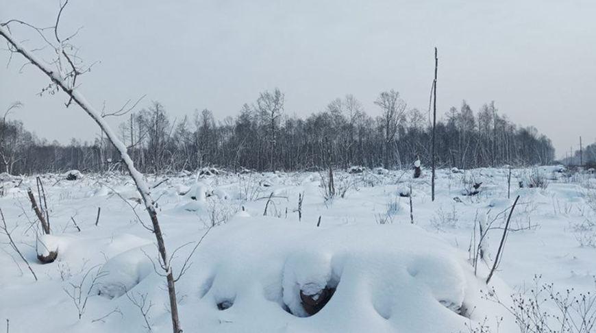 Лесхозы Брестской области направили бригады на Гомельщину   что он там будут делать