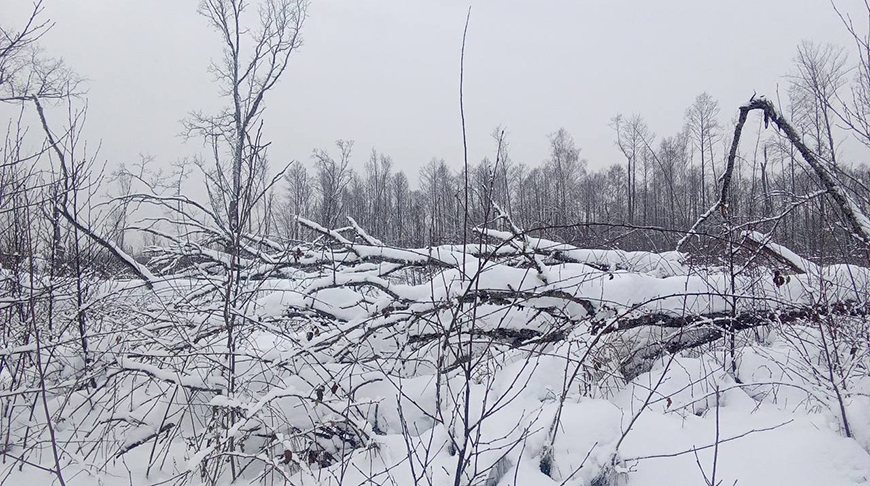 Лесхозы Брестской области направили бригады на Гомельщину   что он там будут делать