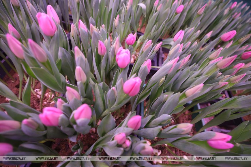 как растут главные цветы