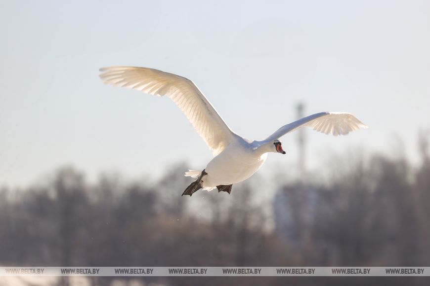 Как брестчане помогают птицам пережить суровую зиму