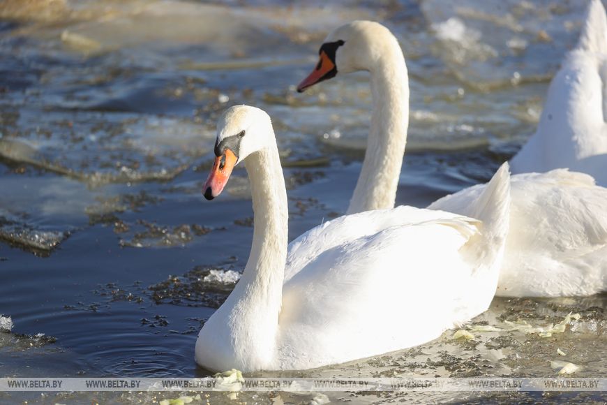 Как брестчане помогают птицам пережить суровую зиму