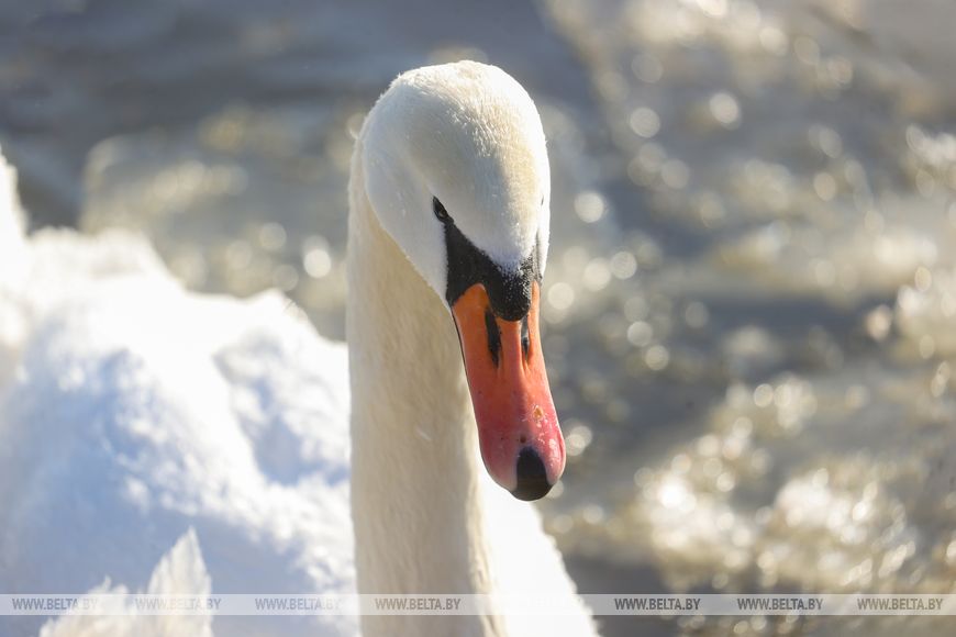 Как брестчане помогают птицам пережить суровую зиму