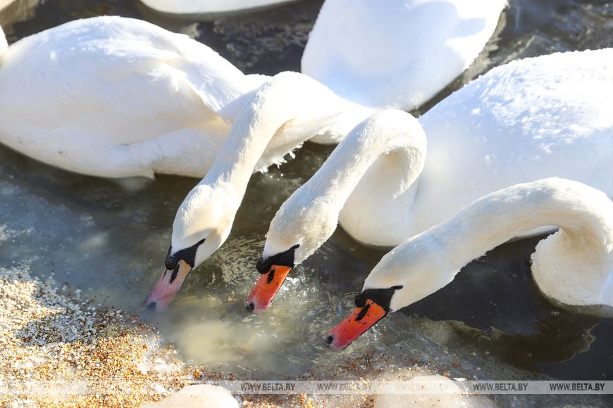 Как брестчане помогают птицам пережить суровую зиму