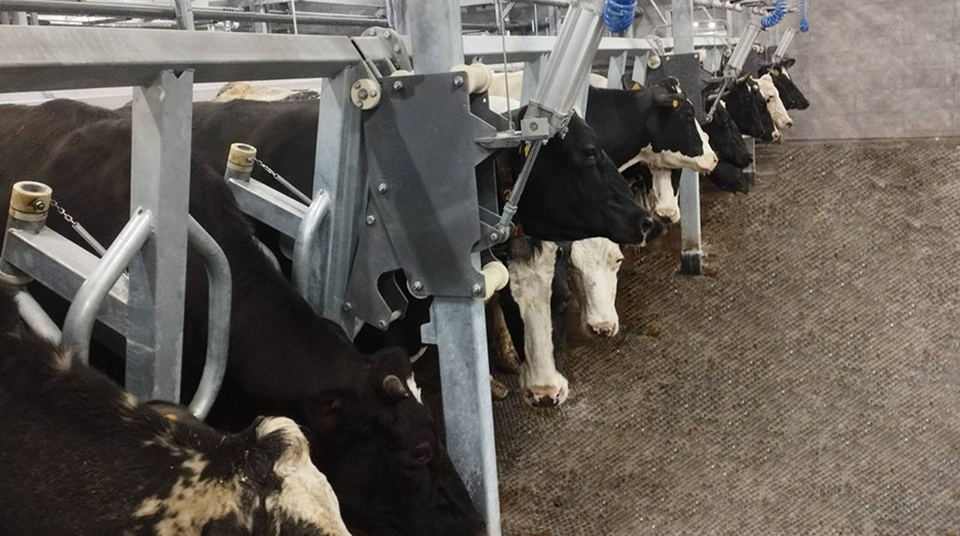 В построенный по новой технологии молочно-товарный комплекс Петриковского района заселили первый скот