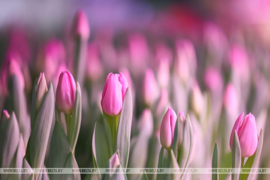 как растут главные цветы