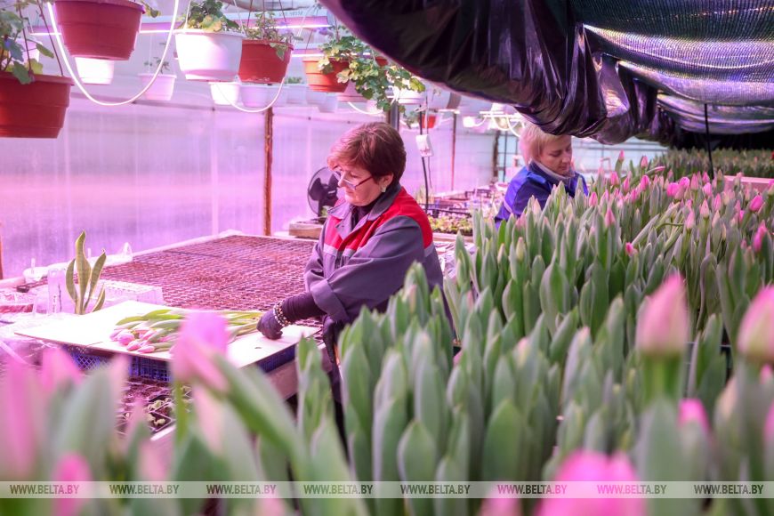 как растут главные цветы