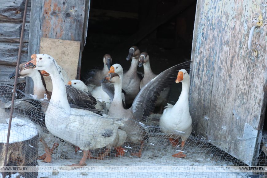 Гусиные забеги, обряды и много песен: как в Костюковичском районе "Гусінае свята" проводили