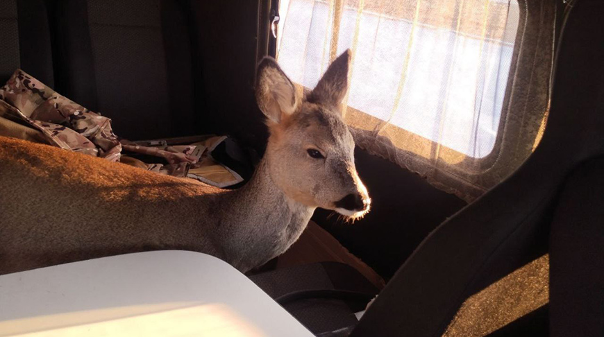 Прижималась к ногам и ела из рук. Обессиленную косулю спасли в Столинском лесхозе