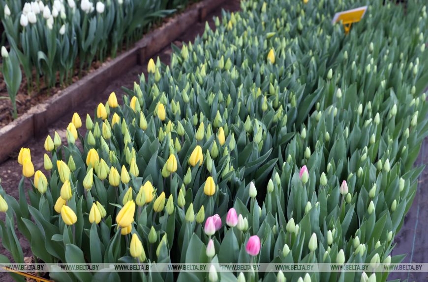 Более 15 тыс. луковиц тюльпанов высадили лесоводы Петриковского лесхоза в нынешнем сезоне