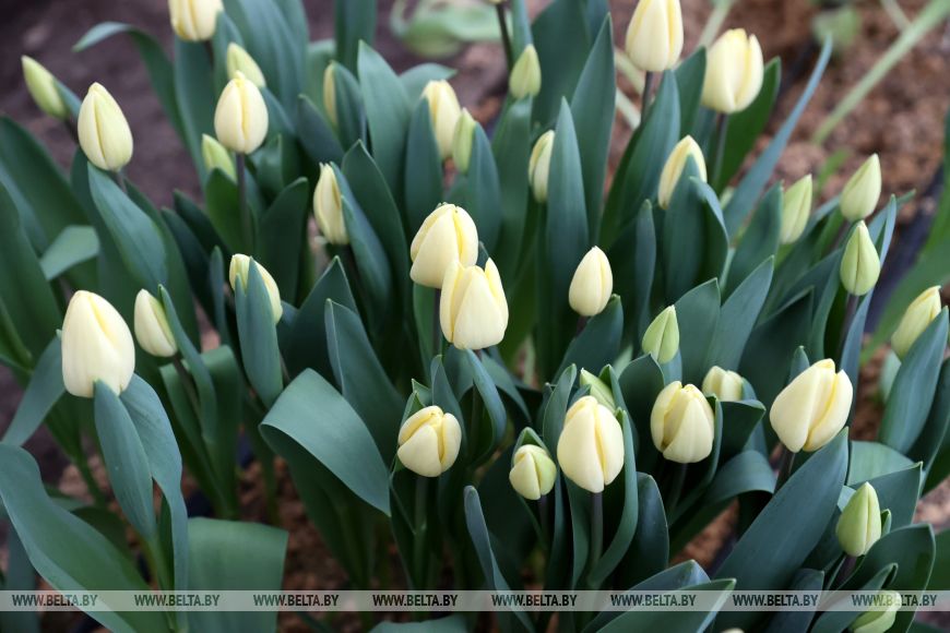 Более 15 тыс. луковиц тюльпанов высадили лесоводы Петриковского лесхоза в нынешнем сезоне