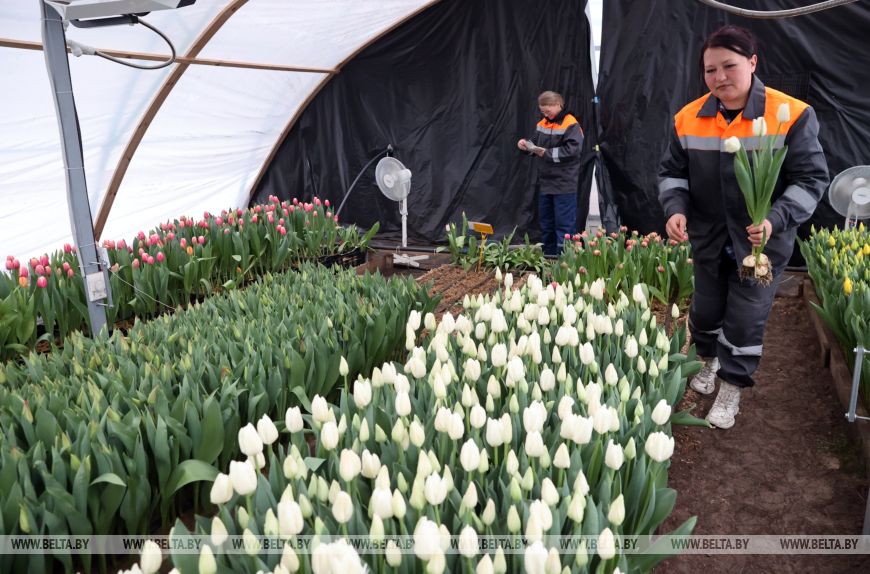 Более 15 тыс. луковиц тюльпанов высадили лесоводы Петриковского лесхоза в нынешнем сезоне