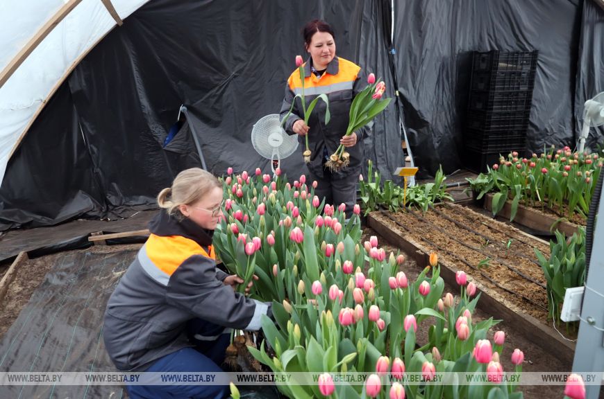 Более 15 тыс. луковиц тюльпанов высадили лесоводы Петриковского лесхоза в нынешнем сезоне