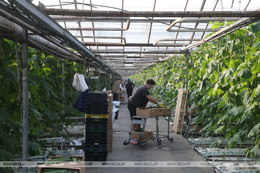 как растят урожай