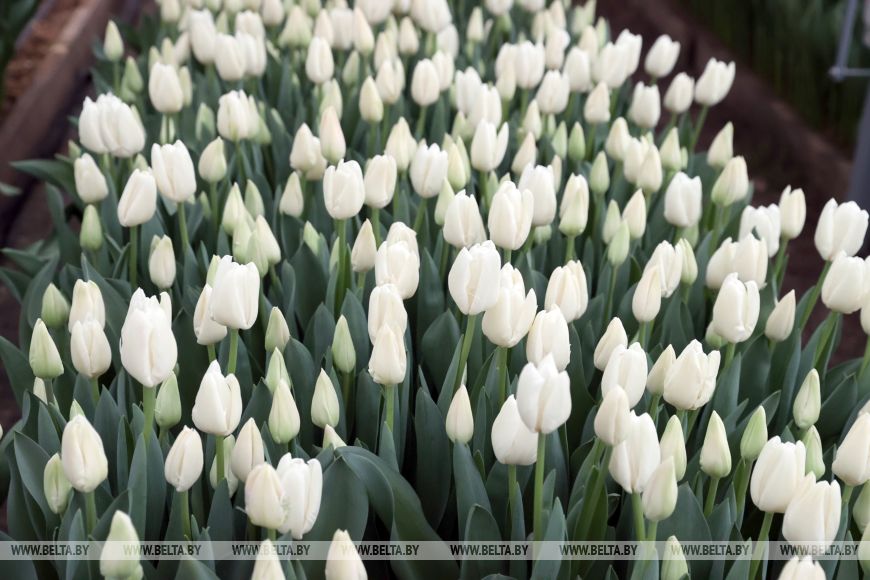 Более 15 тыс. луковиц тюльпанов высадили лесоводы Петриковского лесхоза в нынешнем сезоне