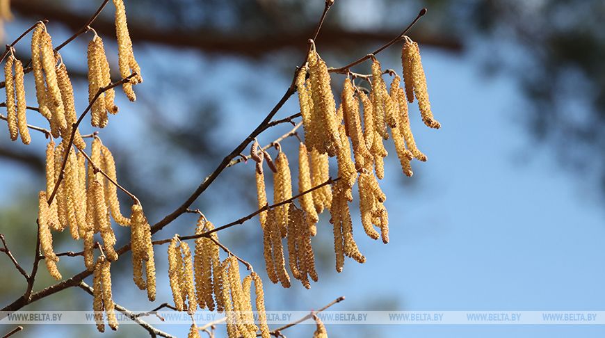 Ждать ли дождей? В Белгидромете рассказали о погоде на текущую неделю