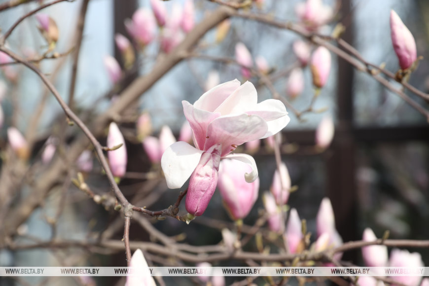 В Бресте раньше времени распустилась магнолия