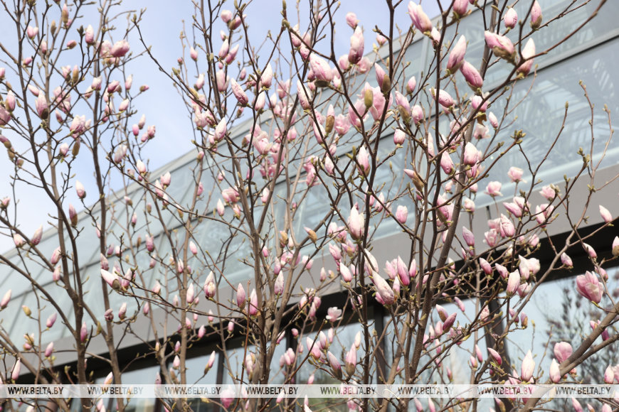В Бресте раньше времени распустилась магнолия