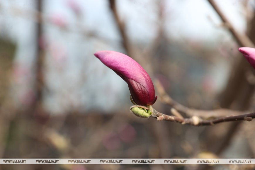 В Бресте раньше времени распустилась магнолия