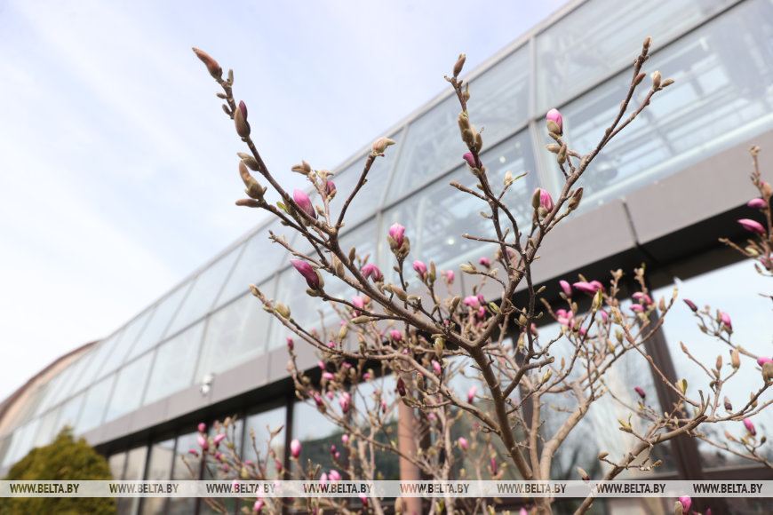 В Бресте раньше времени распустилась магнолия