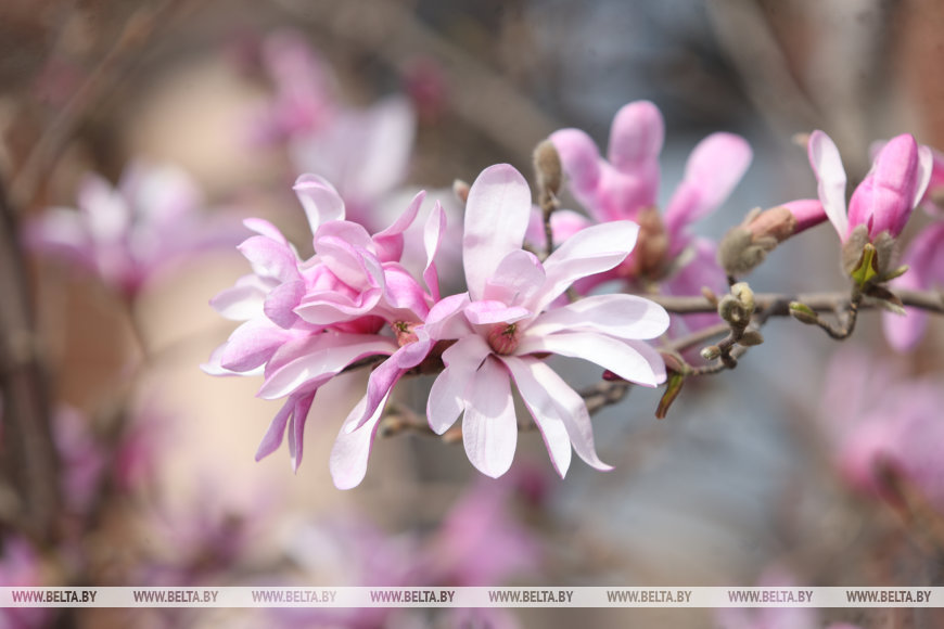 В Бресте раньше времени распустилась магнолия